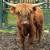 Scottish highland cattle 20 thumbnail