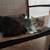Cute and sweet socialized kittens  $30 10 thumbnail