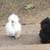 Eggs for hatching Silkie each 3 thumbnail