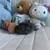 Netherland Dwarf Bunny Bunnies Rabbit 5 thumbnail