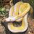 Reticulated Python, DWARF 2 thumbnail