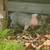 Baby Pigs Short breed 12 thumbnail