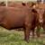 Red Angus Replacement Heifers 9 thumbnail