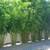 Gracilis Bamboo ~ Premier Clumping Bamboo for Privacy 19 thumbnail