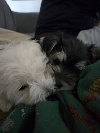 Mini schnauzer (Hernando)63764100507137123