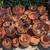 Low Maint. Plants/Plant Pots 13 thumbnail