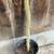 Available 10/25 - Golden Rats Tail Cactus Live Potted Plant in 1 Gal 1 thumbnail