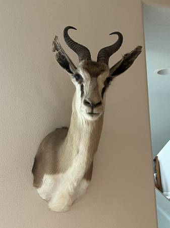 Springbok shoulder mount 1