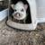 American miniature Piglets 7 thumbnail