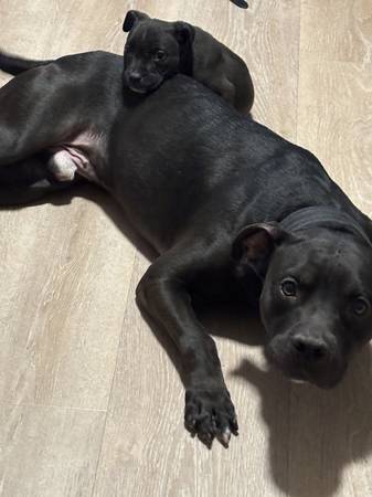 Cachorros Pit bull (Columbus Ga)63664482210691120