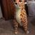 *** 2 1/2' Tall Stuffed Cheetah *** 3 thumbnail