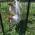 Chickens for sale - Old English Opal pair 3 thumbnail