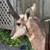 Vintage taxidermy Pronghorn Antelope shoulder mount by a local artist 3 thumbnail