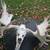 Moose 1 thumbnail