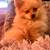 Male Pomeranian 2 thumbnail