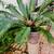 Potted Sago Palm 1 thumbnail