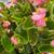 Begonia Green Leaf Pink Flower 1 thumbnail