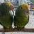 Baby Amazon yellow heads 2 thumbnail