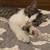 Homes needed for 6 months old 4 thumbnail