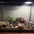 2 Leopard geckos with 2 large tanks and decorations 3 thumbnail