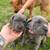Cane corso pups 2 thumbnail