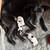 German shepherd mix puppies 16 thumbnail
