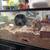 Male Syrian long haired hamster 6 thumbnail