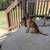 Belgian Malinoise Puppy 4 months old 2 thumbnail