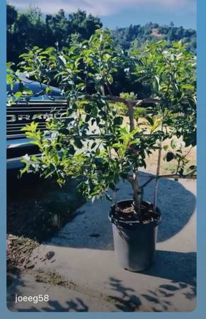 Apple Trees - Espalier form 6 varieties on one tree 1