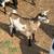 Pygmy Goats 5 thumbnail