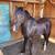 Semi Pony 1 thumbnail