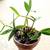 Orchid dendrobium kingianum in 3" terracotta pot 1 thumbnail