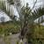 Triangle Palm Tree 7 thumbnail