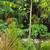 Split Leaf Philodendron 7 feet  high 2 thumbnail