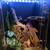 Crested gecko 2 thumbnail