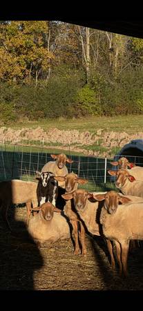 Tunis ewes 1
