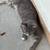 Free kittens 9 thumbnail