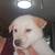 Husky Puppy 4 thumbnail