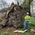 Tree Removal Experts Commercial and Residencial - Monte Vista Landscap 2 thumbnail