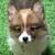 Corgi fluffy Coats 1 thumbnail