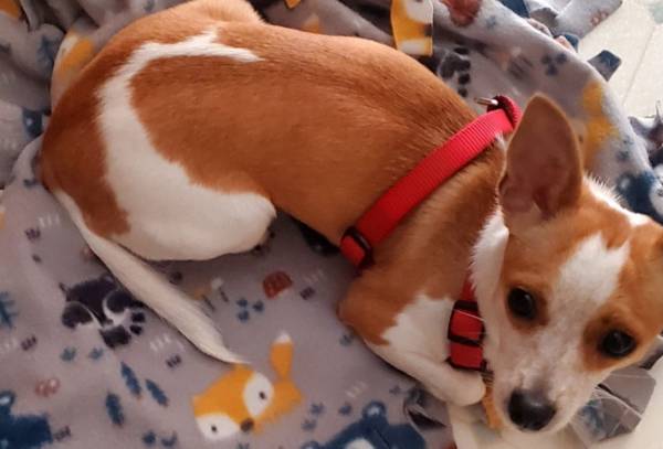 Chihuahua mix puppy 8.5mons (Bellevue)63853559020419120