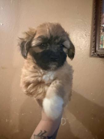 Rehoming shihtzu puppies (Bronx)64034336891265120