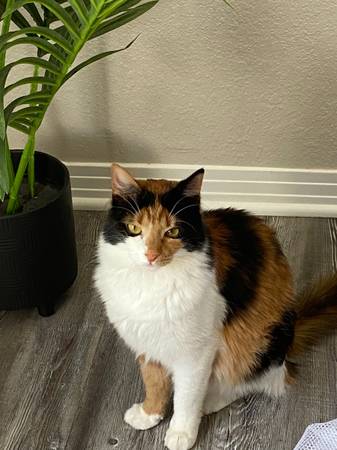 Mixed breed cats- FREE (Tyler)64037786684418122