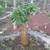 Madagascar Palm ///// PACHYPODIUM lamerei 2 thumbnail