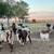 Boer Goat commercial herd 11 thumbnail