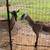 ADGA dairy goats and more 8 thumbnail