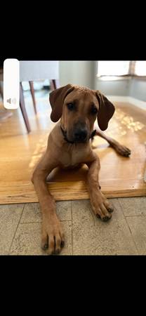 Reubicación de un cachorro de Rhodesian Ridgeback de 5 meses (West Hollywood)63932506625282123