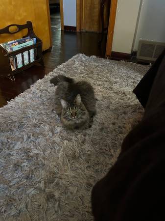 Rehoming our kitty (Lorain)