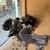 LOFT REDUCTION - Homers, Rollers, Frills, Fantails Pigeons & MORE 7 thumbnail