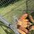 Friendly piglets 2 thumbnail